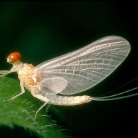 Why stream mayflies can reproduce without males but remain bisexual: a case of lost genetic variation