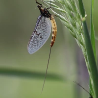 The mayfly's lifecycle: a fascinating, fleeting story