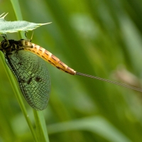 Mayfly week: A brief history of fishing flies