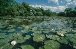 Freshwater pond with lilypads