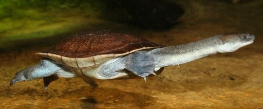 The critically endangered Roti Island snake-necked turtle is highly desirable in the exotic pet market, fetching €2,000 for one animal.