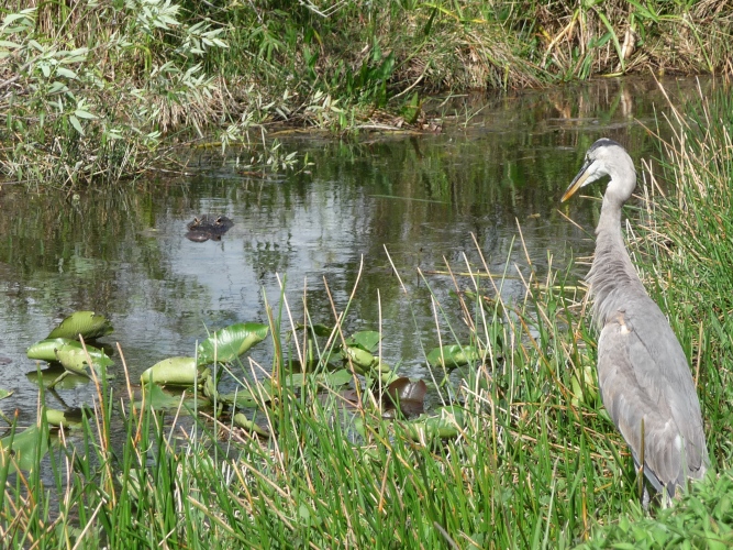 Heron eying an alligator in the Forida Everglades
