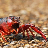Why are global crayfish populations declining?