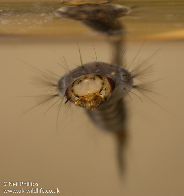 Mosquito larva.  Image: Neil Phillips