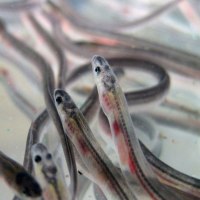 Illegal trafficking of the European eel: the 'world's greatest wildlife crime'