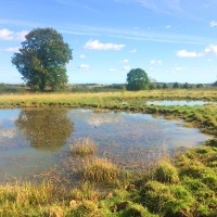 Pond creation boosts biodiversity and rare species in agricultural landscapes