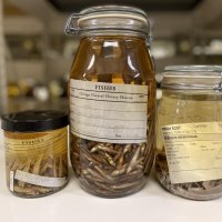 'Plastic is everywhere': microplastics found in 1950s freshwater fish specimens