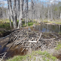 ‘Risky habitats’: managing disease risk in wetland restoration