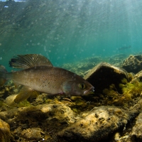 Urbanisation is driving freshwater fish declines in rivers in Europe and the USA